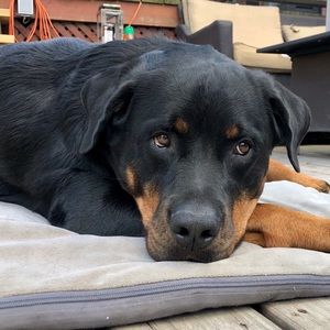 Meet your Posher, Cheryl